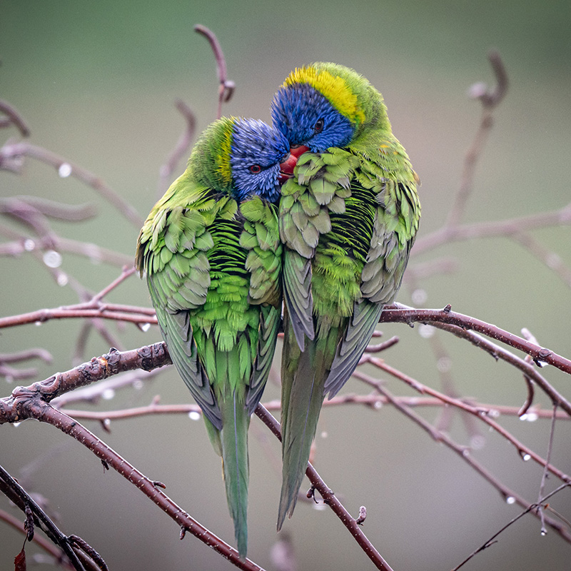 Rainbow Lorikeets
