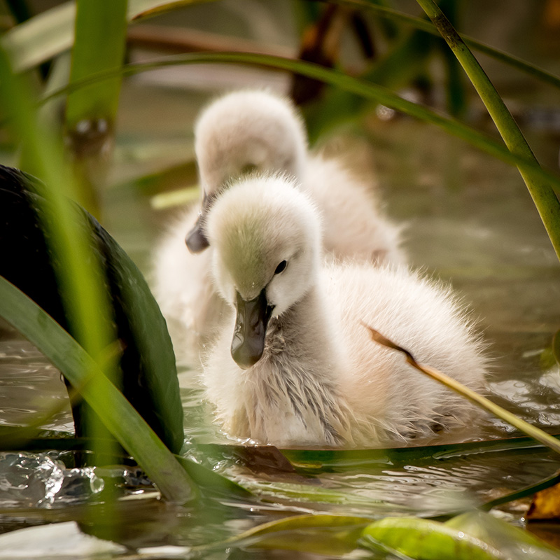 Black Swan Cygnets