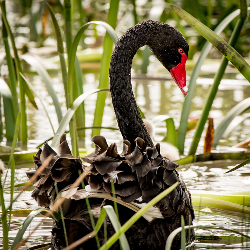 Black Swan