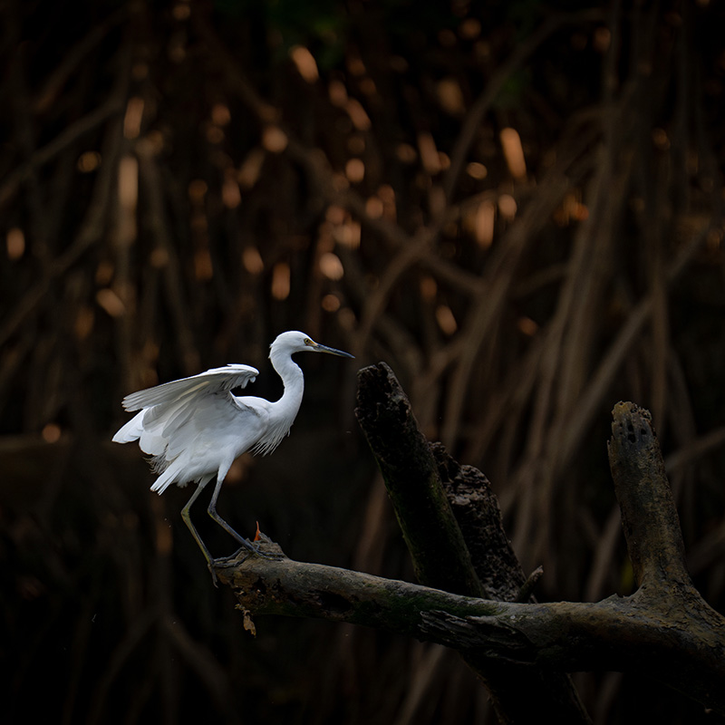 Heron in wetlands