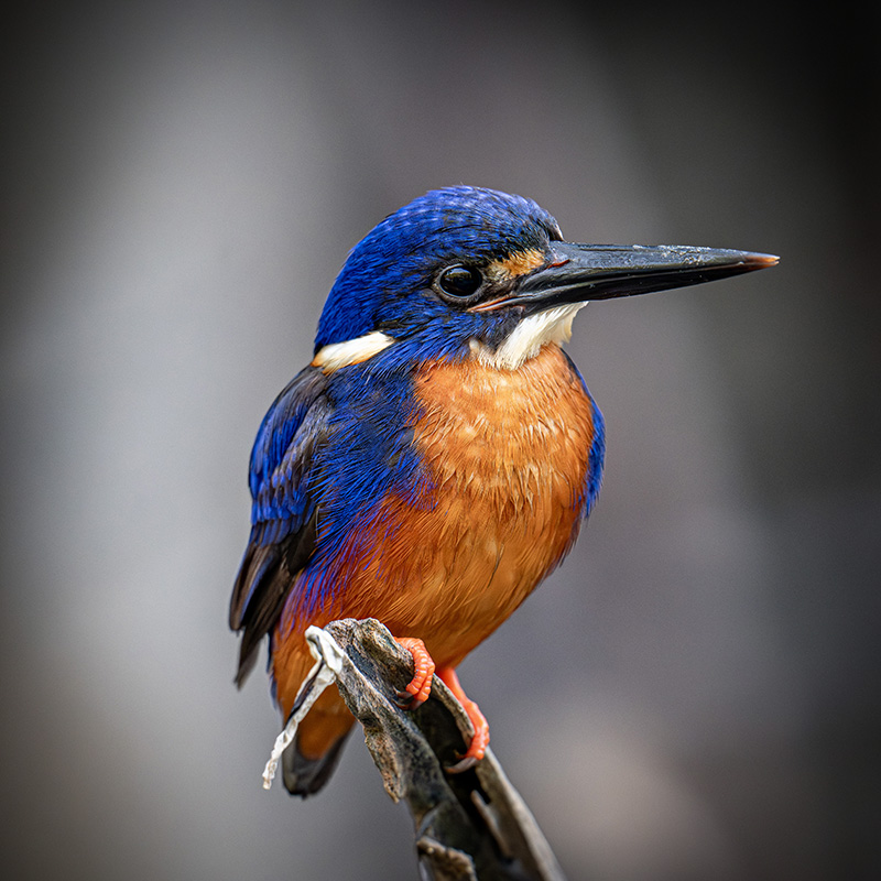 Kingfisher