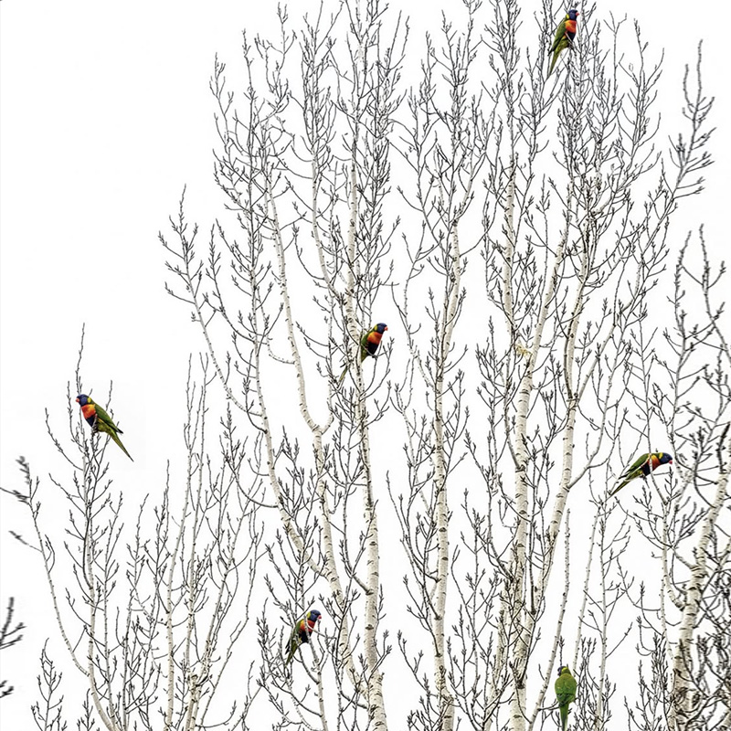 Lorikeets on Silver Birch