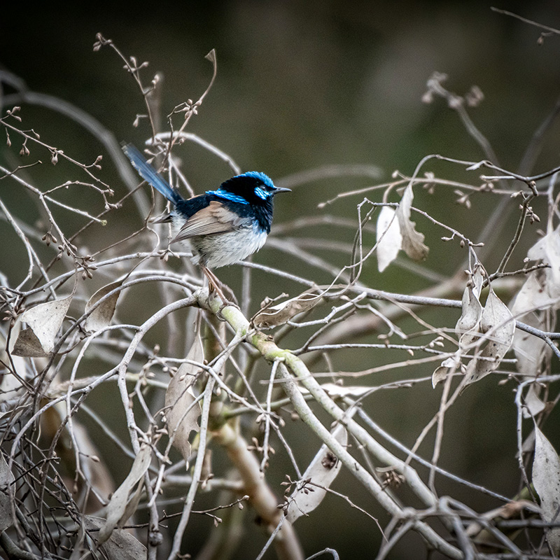 Splendid Fairy Wren